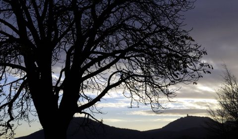 arbre devant le château du Haut-Koenigsbourg