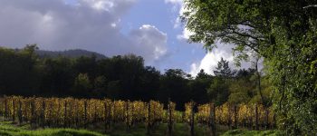 chemin vers les vignes