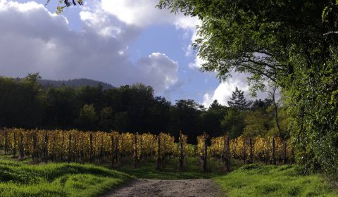 chemin vers les vignes