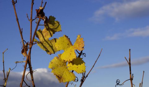 feuilles de igne dans le ciel