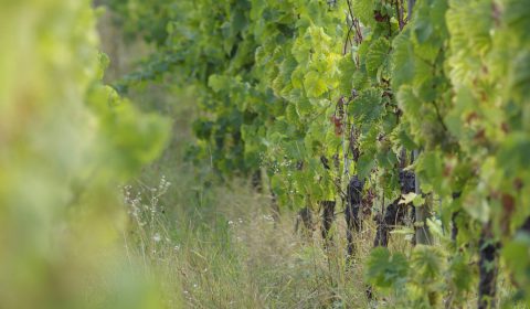 herbes folles dans les vignes