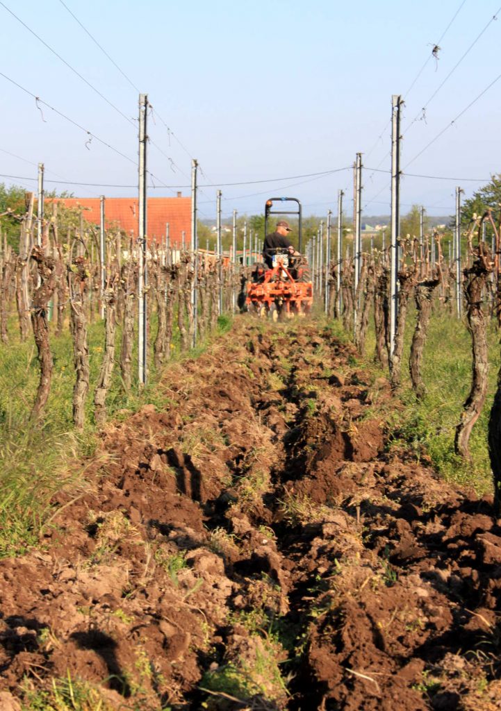 labour d'une rangée de vigne