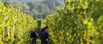 vendanges chez Olivier Carl