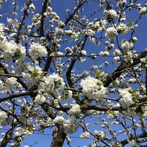 Cerisier en fleur dans nos vignes