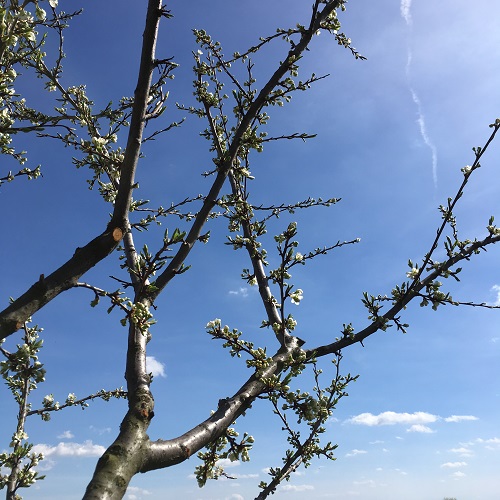 Mirabellier en fleurs dans nos vignes bio