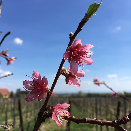 Pêcher en fleurs dans nos vignes bio