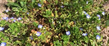 Fleurs dans nos vignes bio