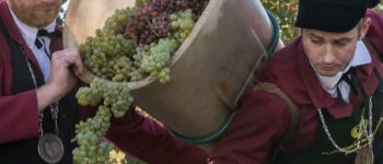 Vendanges confrérie 2019