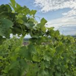 vigne tressée dans les hauteurs du village